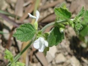 糙葉白絨草 糙葉白絨草