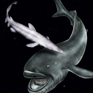 莫氏烏鯊 莫氏烏鯊