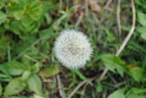 毛葉蒲公英 毛葉蒲公英