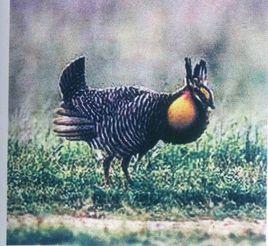 大草原榛雞 大草原榛雞