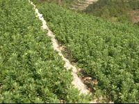 山西省興縣黑茶山苗木合作社 山西省興縣黑茶山苗木合作社