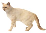 藍色虎斑重點色貓