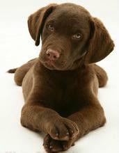 切薩皮克海灣尋回犬