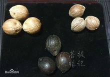 金鼠盤玩前新籽