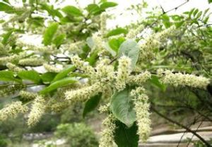 闊瓣天料木 闊瓣天料木