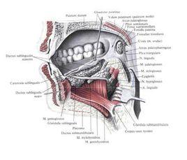 大唾液腺 大唾液腺