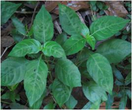 狗肝菜[狗肝菜]