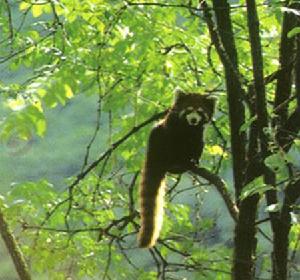 臥龍自然保護區