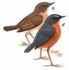 銹腹短翅鶇 銹腹短翅鶇