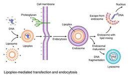 細胞轉染 細胞轉染