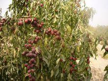 新疆阿克蘇灰栆特級圖片展示