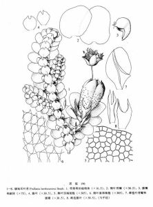 緬甸耳葉苔 緬甸耳葉苔