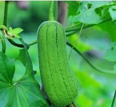 高朋絲瓜 高朋絲瓜