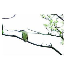 螺子山森林公園 螺子山森林公園