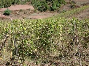 蘇比里村芸豆種植