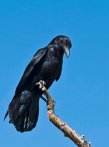 扇尾渡鴉 扇尾渡鴉