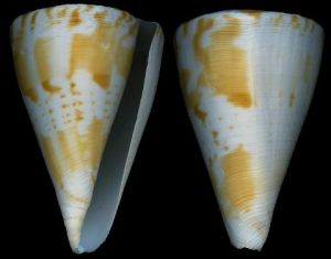 阿達米三角芋螺 阿達米三角芋螺