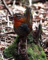 馬托竄鳥 馬托竄鳥