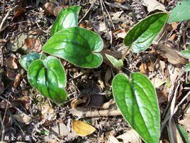 五裂兔兒風 五裂兔兒風