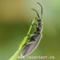 普通角偽葉甲 普通角偽葉甲