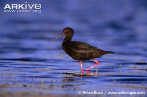 黑長腳鷸 黑長腳鷸