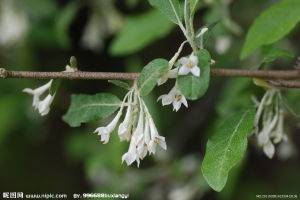 披針葉胡頹子 披針葉胡頹子