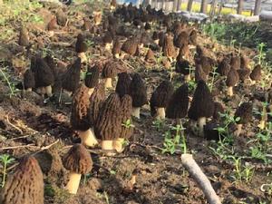 梯棱羊肚菌的形態