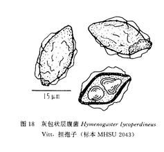 層腹菌屬 層腹菌屬