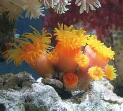 橙杯珊瑚
