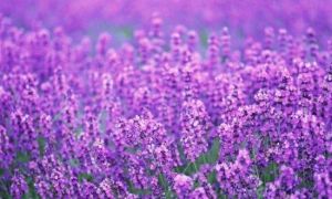 普羅旺斯國際薰衣草莊園 普羅旺斯國際薰衣草莊園