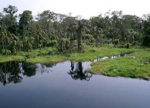 烏班吉河 烏班吉河