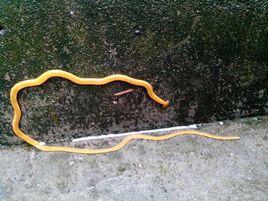 笄蛭渦蟲 笄蛭渦蟲