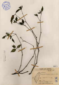 直立半插花 直立半插花