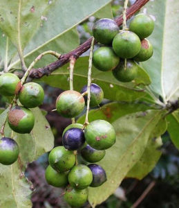 西藏山龍眼 西藏山龍眼