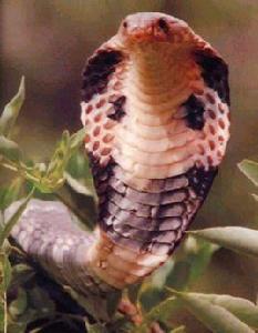 蛇毒製劑 蛇毒製劑