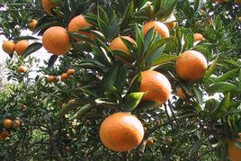 古斗林場 古斗林場