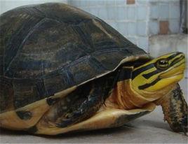 安布閉殼龜 安布閉殼龜