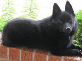 西帕基犬 西帕基犬