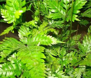 狹羽毛蕨 狹羽毛蕨