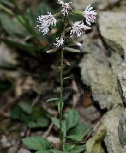 高腳一枝香 高腳一枝香