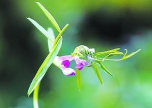 太白野豌豆 太白野豌豆