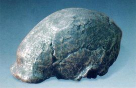 北京人頭蓋骨化石 北京人頭蓋骨化石