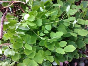 馬爾康水黃連 馬爾康水黃連