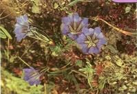 無尾尖龍膽 無尾尖龍膽