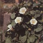 腎葉打碗花 腎葉打碗花