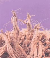 吉林人參 吉林人參