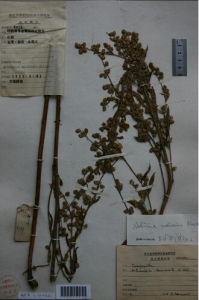 尖櫛齒葉蒿 尖櫛齒葉蒿