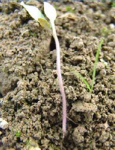 番茄立枯病 番茄立枯病