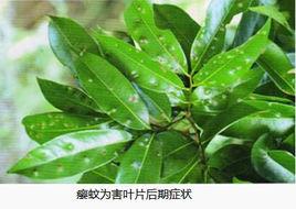 荔枝葉癭蚊 荔枝葉癭蚊