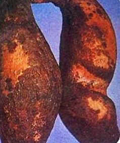 甘薯黑疤霉二酮 甘薯黑疤霉二酮